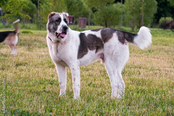 Fototapeta Central Asian shepherd dog, or Alabai, is an ancient breed of dog from the regions of Central Asia.