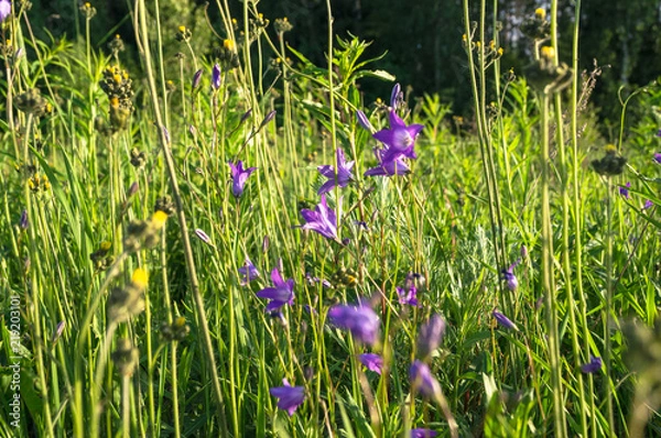 Fototapeta Uplifting piece of summer countryside. Modest flowers of a spreading bellflower (Campanula patula) under sunlight.