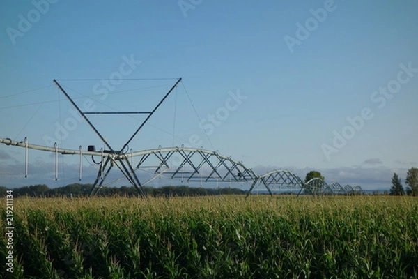 Fototapeta pivot bewässerung