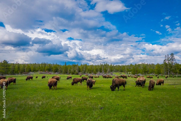 Fototapeta Herd of bison grazing on a field with mountains and trees in the background