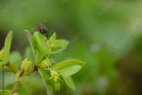 Fototapeta Close up view of insect consuming pollen
