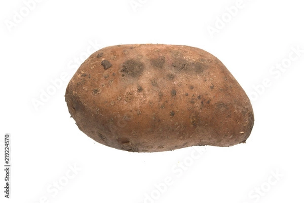 Obraz potato isolated on white background