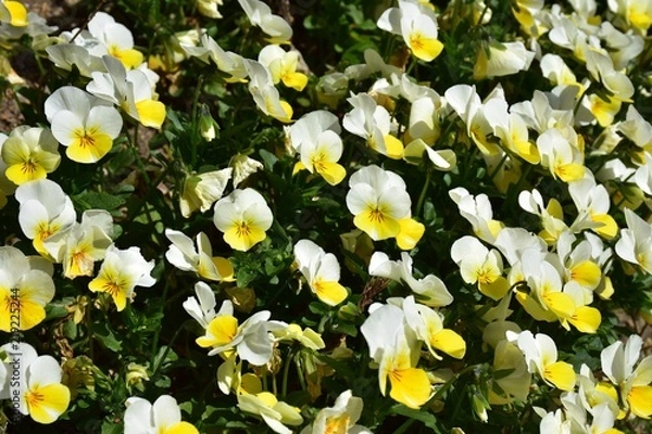 Obraz がーでんふらわー