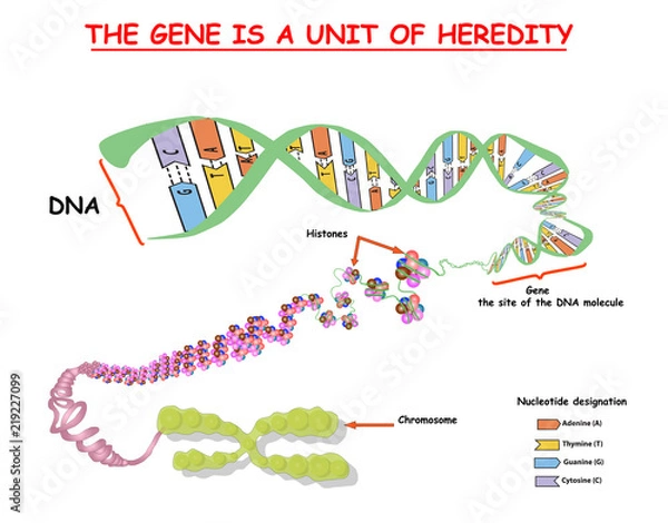 Fototapeta Genom w strukturze DNA. sekwencja genomu. Telo zwykłe to powtarzająca się sekwencja dwuniciowego DNA znajdująca się na końcach chromosomów Nukleotyd, fosforan, cukier i zasady. wektor edukacji