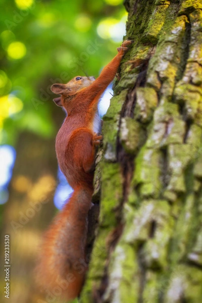 Obraz Red squirrel on a tree, with a beautiful bokeh in the background. Low depth of sharpness.