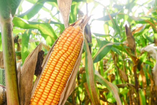 Fototapeta close up corn pods on the tree with harvest