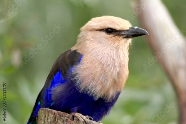 Fototapeta Belle couleur d'été