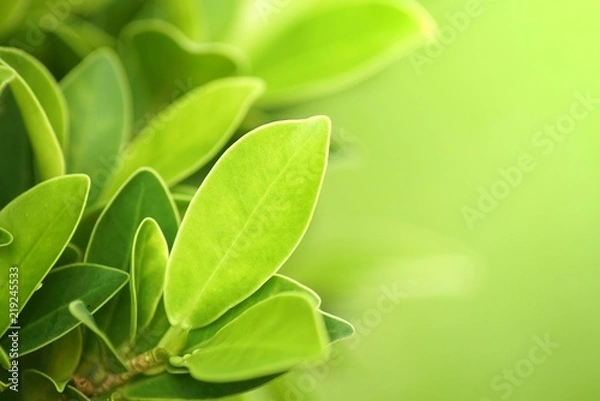 Obraz green leaf close up