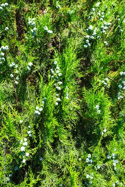 Fototapeta thuja branch with tiny cones