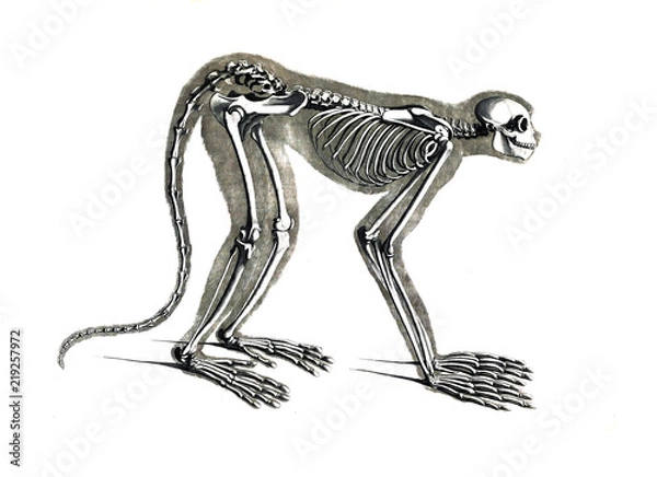Obraz The skeleton of the animal