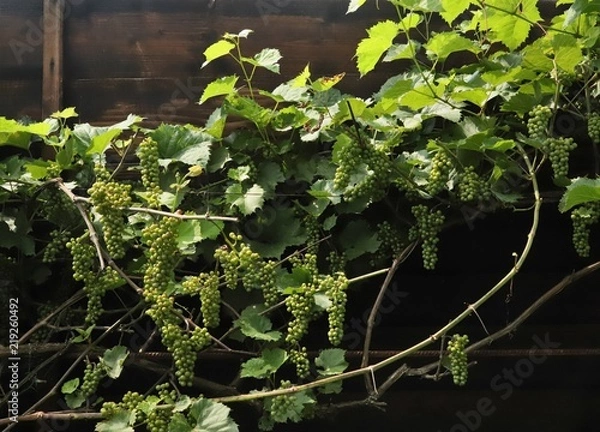 Fototapeta green grape