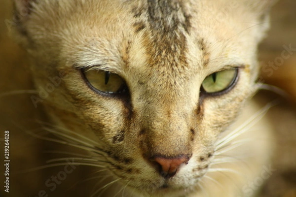 Obraz Surprising Cat