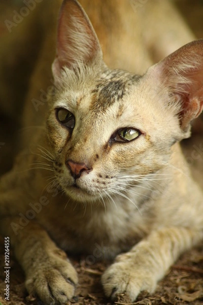 Obraz Cat in the lawn