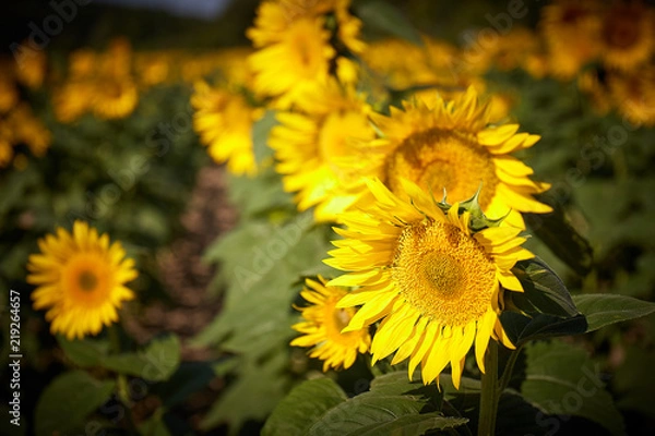 Obraz Sunflower in Summer