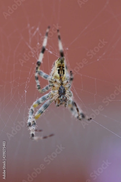 Fototapeta Spinne wartet auf Beute