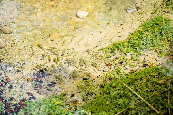 Obraz Small fish in water