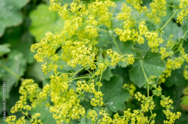 Obraz Zbliżenie kwitnącej rośliny Lady's mantle (Alchemilla)