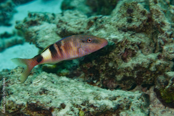 Fototapeta Fiji Goatfish