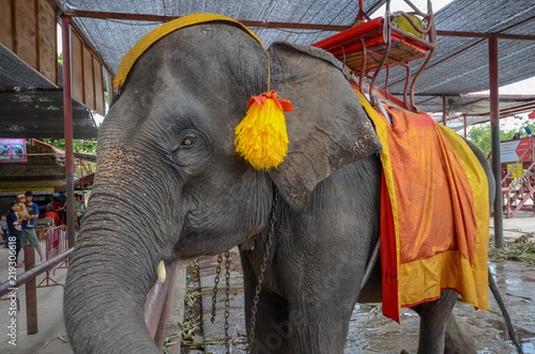 Obraz アユタヤ遺跡のゾウ