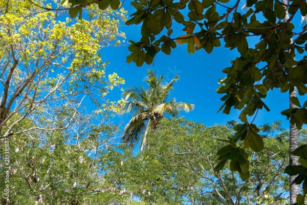Fototapeta Tree with blu sky