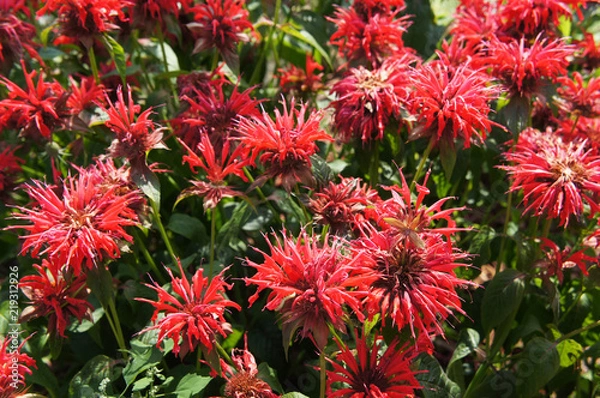 Fototapeta Monarda didyma many red flowers