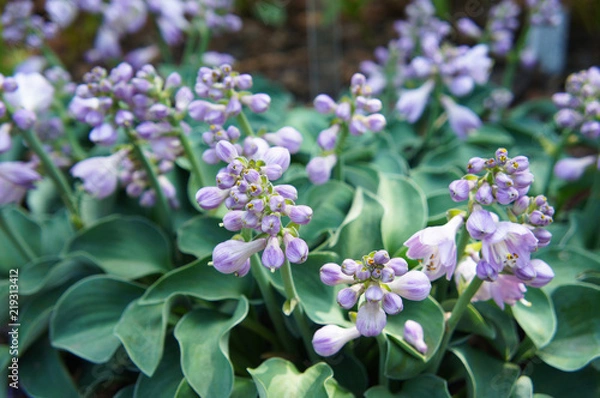Fototapeta Hosta blue mouse ears green plant with violet flowers