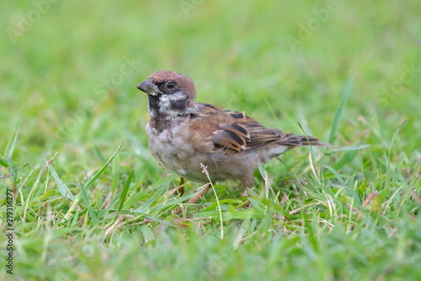 Obraz Red Sparrow bird on the grass looking for food early in the morning, thailand