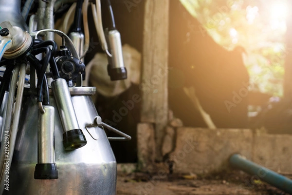 Obraz cows milking machine. An automated milking in the cow farm. sunset backgroun