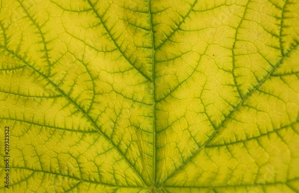 Fototapeta Leaf texture pattern for spring background