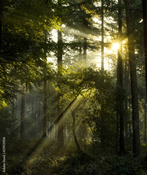 Obraz Light rays at sunrise in a forest