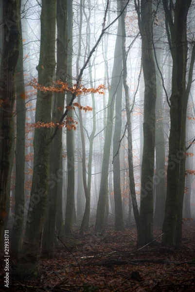 Fototapeta Fog in a forest in the winter