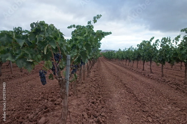 Obraz Weingarten in der Rioja
