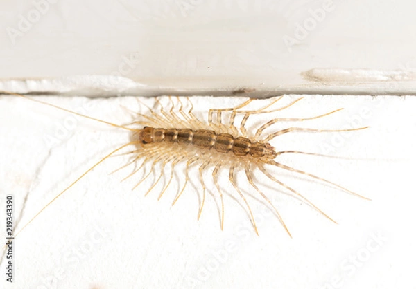 Fototapeta House centipede on the wall