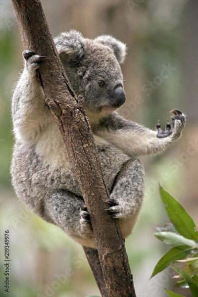 Obraz Joey Koala