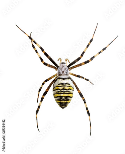 Obraz Arjopa Brunnicha on a white background