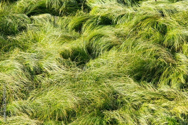 Obraz spring, long grass covers the ground