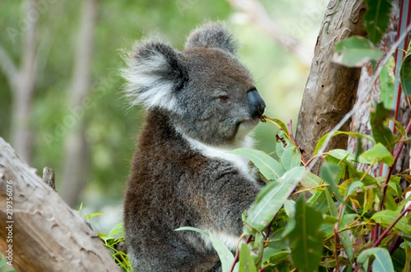 Obraz Koala na Eukaliptus Tree - Australia