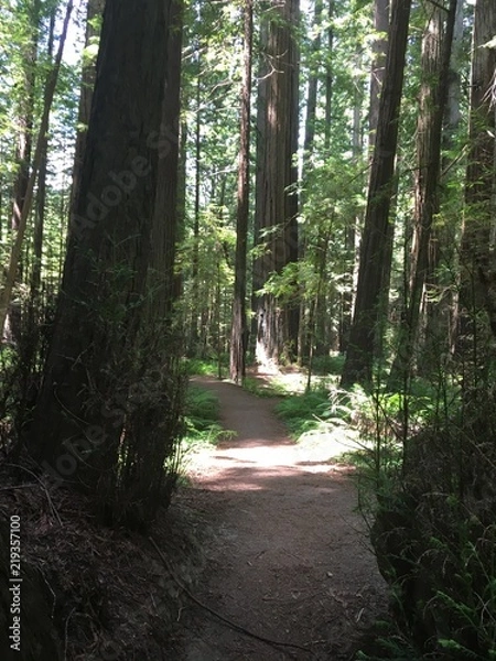 Obraz redwood trees