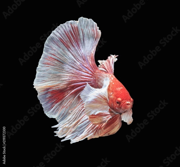 Fototapeta Fish fighting, beautiful fish, colorful fish fighting Siam, colorful tail, prominent action, good posture.