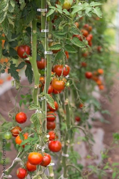 Obraz fresh red tomato