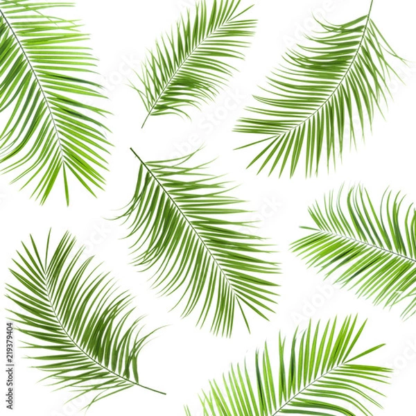 Fototapeta Set with fresh green palm leaves on white background