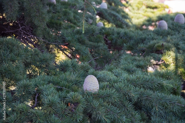 Fototapeta The pine tree with the pinecone