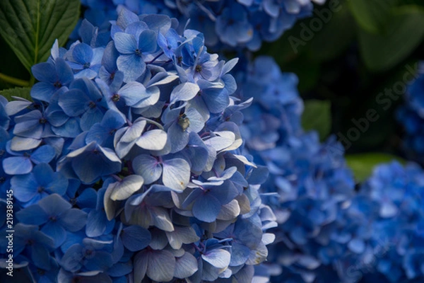 Fototapeta Flower close-up