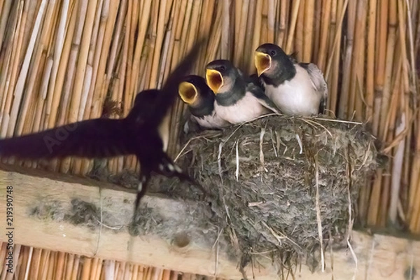 Fototapeta three young swallows in the nest are fed (Hirundinidae)