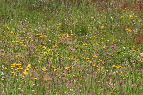 Fototapeta Bergwiese