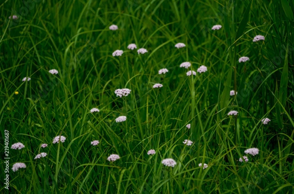 Fototapeta シモツケ