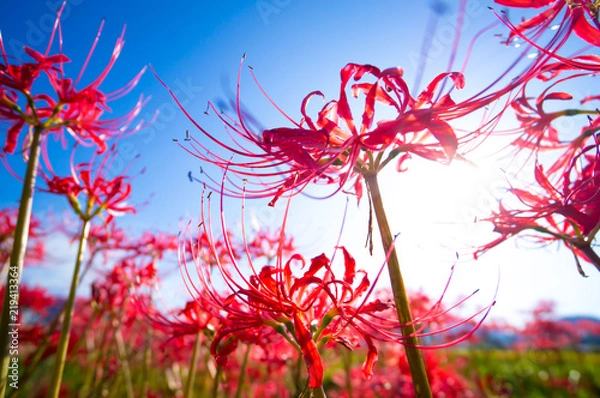 Fototapeta 彼岸花