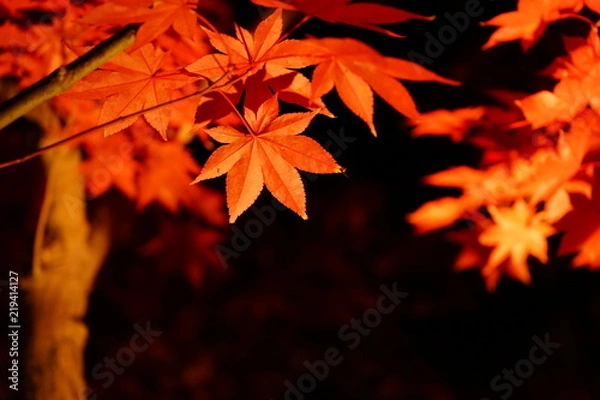 Obraz 紅葉のライトアップ