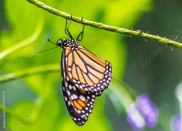 Fototapeta Danaus plexippus butterfly resting upside down on a green  stem with green vegetation background