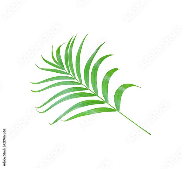 Fototapeta green palm leaf isolated on white background with clipping path